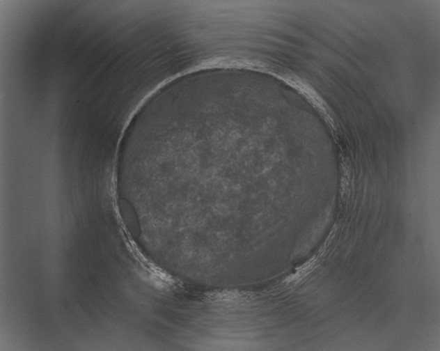 X0000076030896200610061415