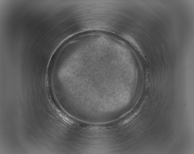 X0000076030924200610061414