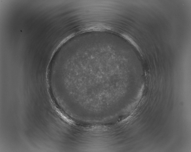 X0000076031026200610061412