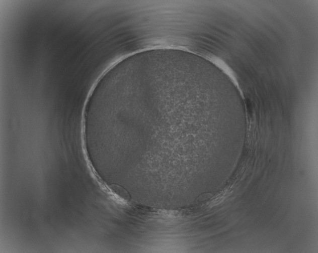 X0000076031096200610061412