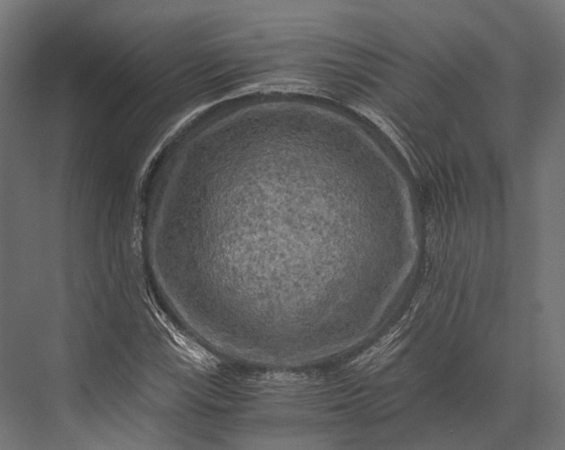 X0000076031115200610061411