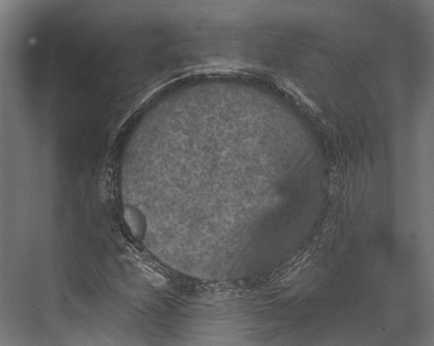 X0000076031208200610061409