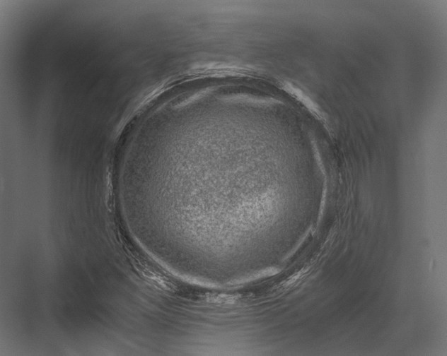 X0000076031261200610061409