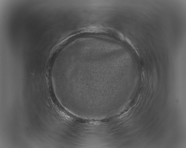 X0000076031304200610061407