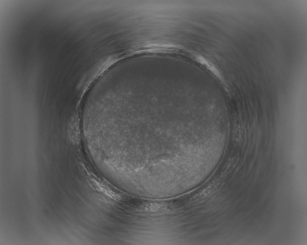 X0000076031362200610061407