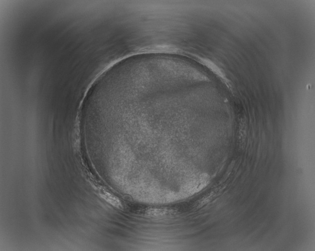 X0000076031364200610061407