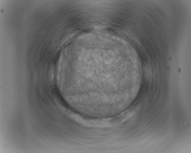 X0000076030032200610152058