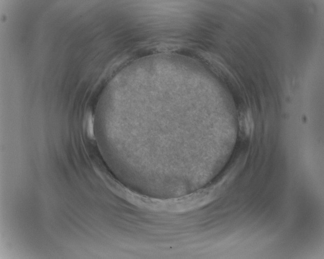 X0000076030046200610152058