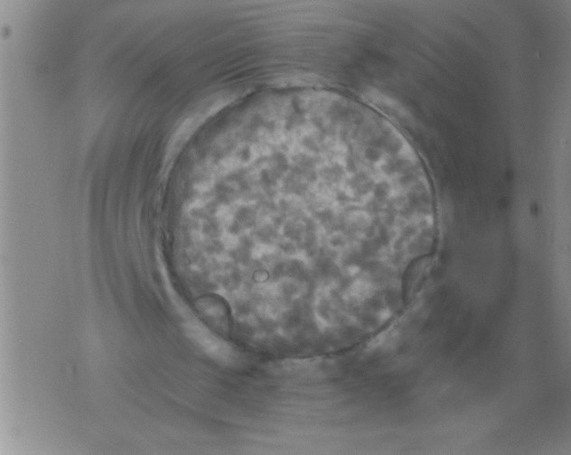 X0000076030049200610152057