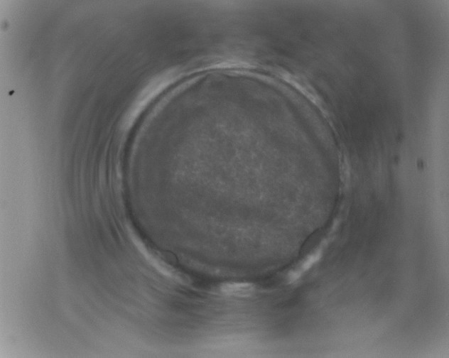 X0000076030055200610152057