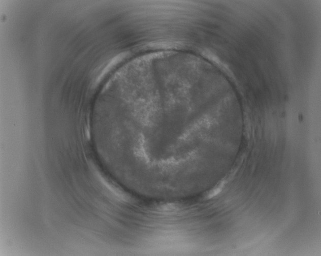 X0000076030062200610152057