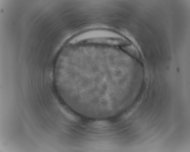 X0000076030063200610152057