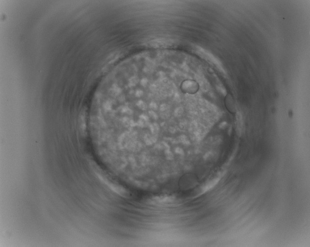 X0000076030065200610152058