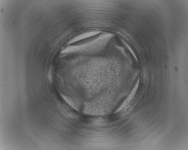 X0000076030074200610152058