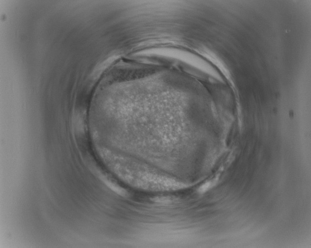 X0000076030105200610152057