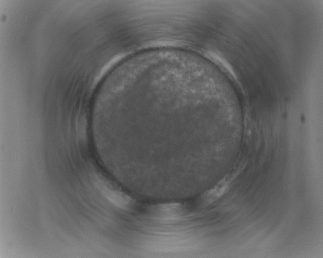 X0000076030108200610152057