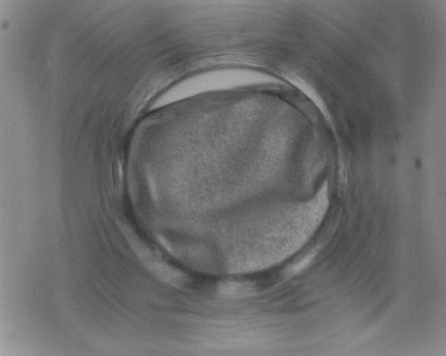 X0000076030109200610152057