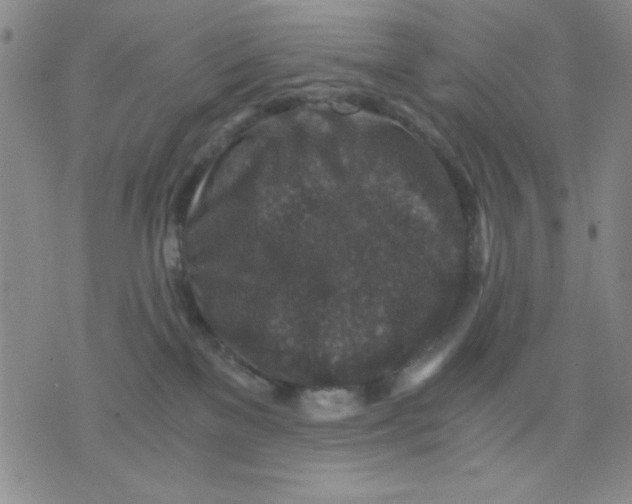 X0000076030137200610152057