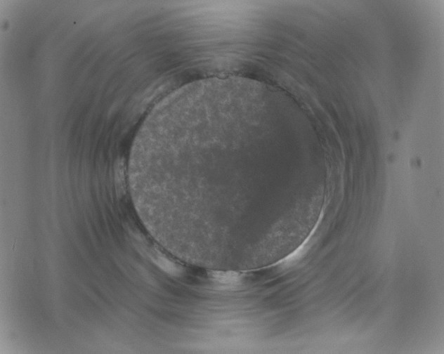 X0000076030144200610152056