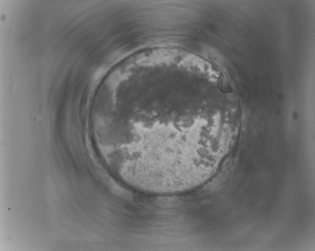 X0000076030145200610152056