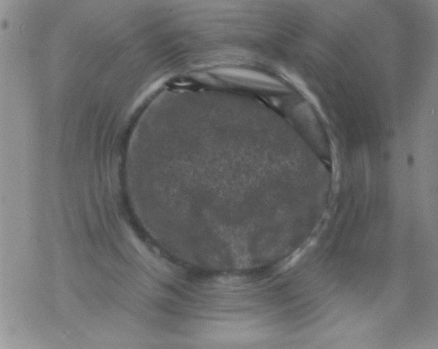 X0000076030154200610152056