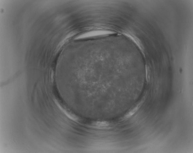 X0000076030157200610152056