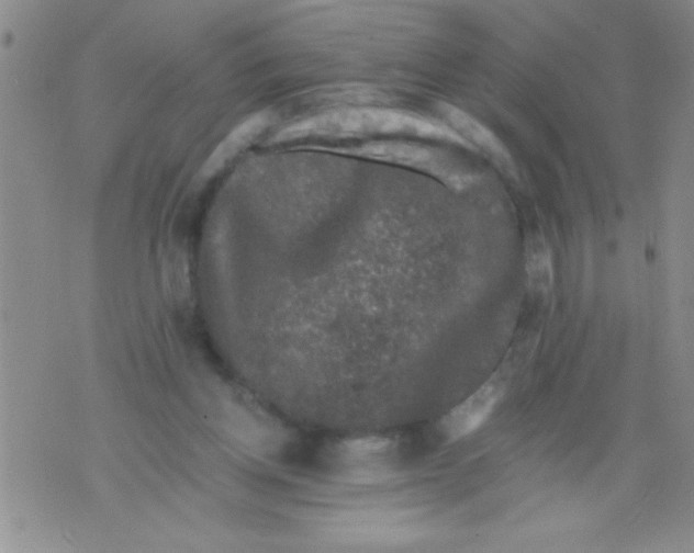 X0000076030158200610152056