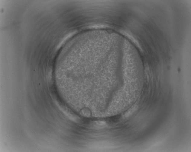 X0000076030159200610152056