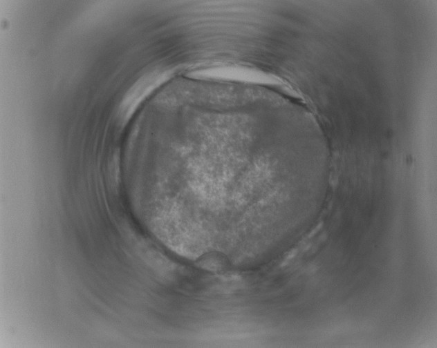 X0000076030194200610152056