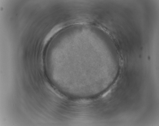 X0000076030198200610152055