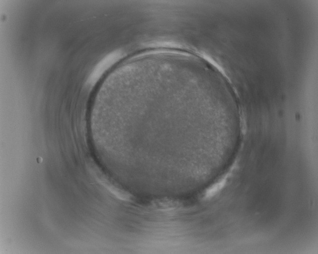 X0000076030199200610152055