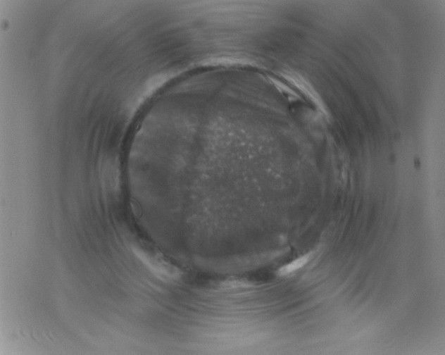 X0000076030204200610152055