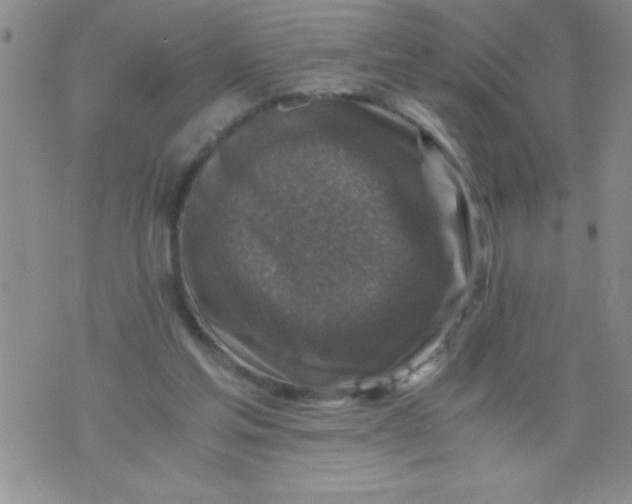 X0000076030205200610152055