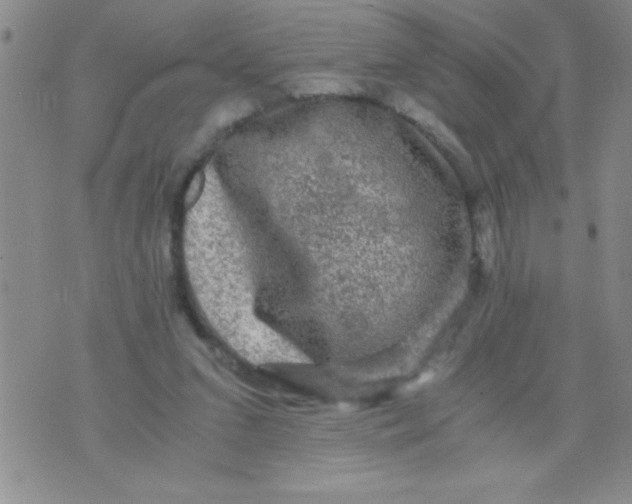 X0000076030207200610152055