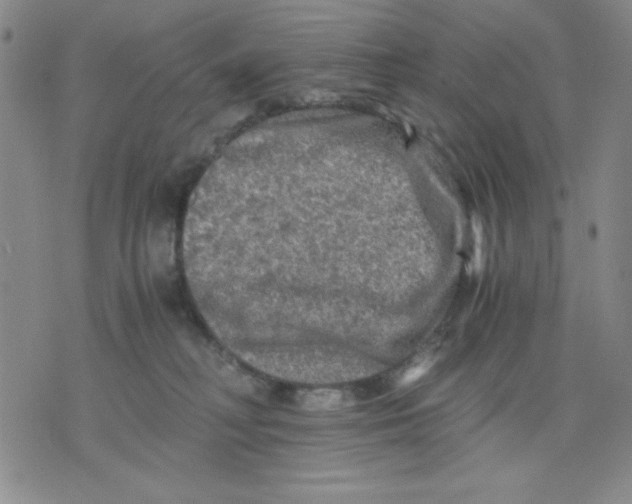 X0000076030230200610152055