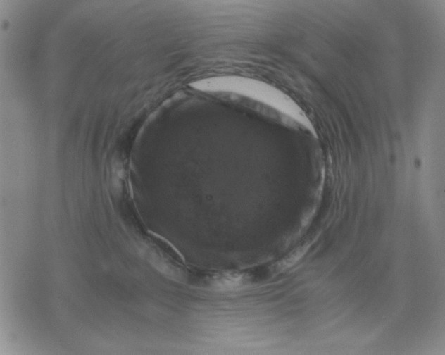 X0000076030235200610152055