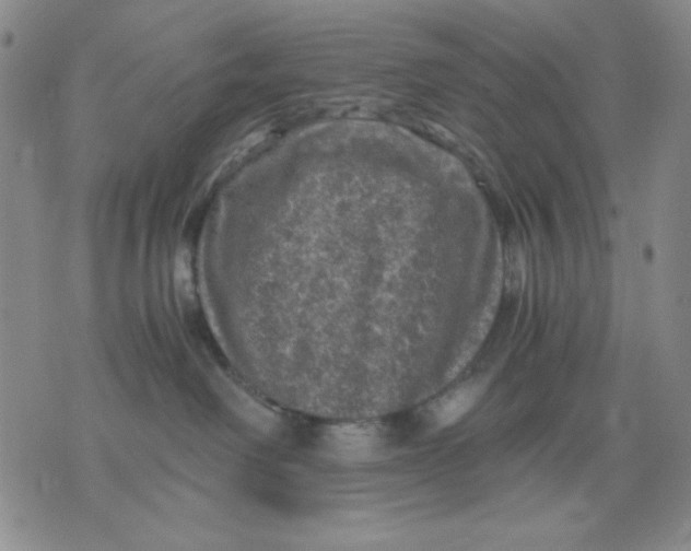 X0000076030238200610152055