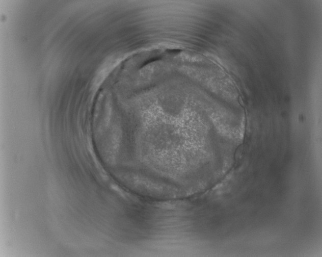 X0000076030241200610152054