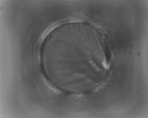 X0000076030247200610152054