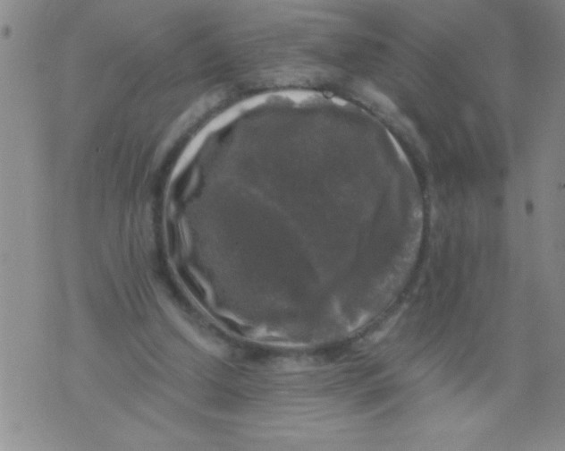 X0000076030250200610152054