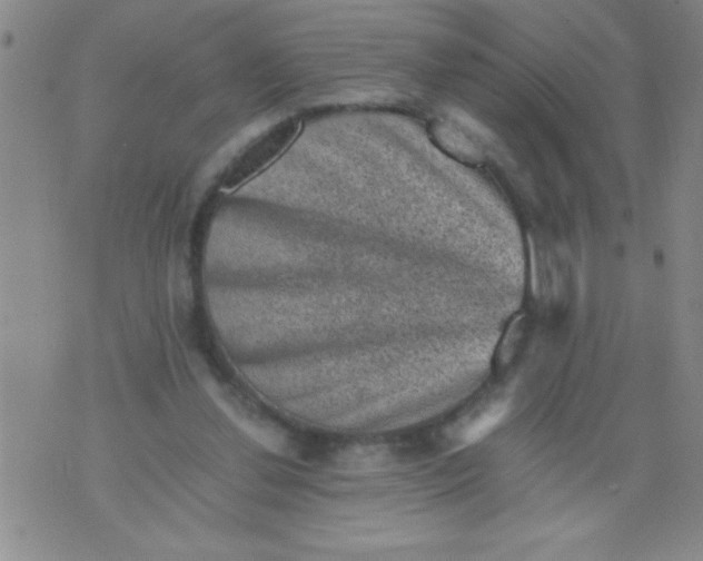 X0000076030252200610152054