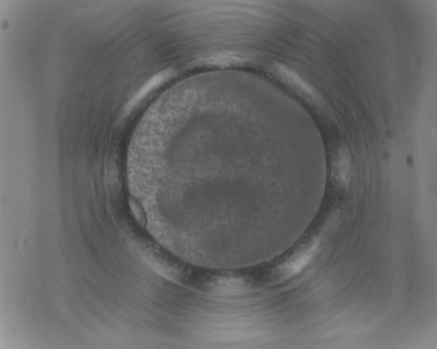 X0000076030256200610152054