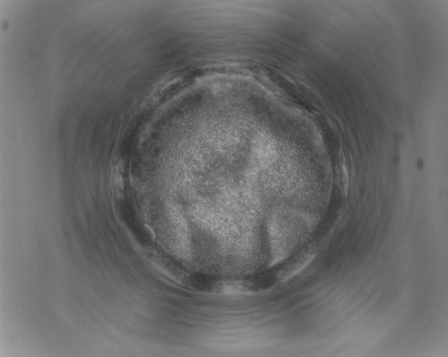 X0000076030264200610152054