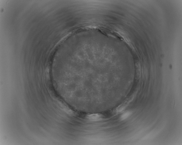 X0000076030269200610152054