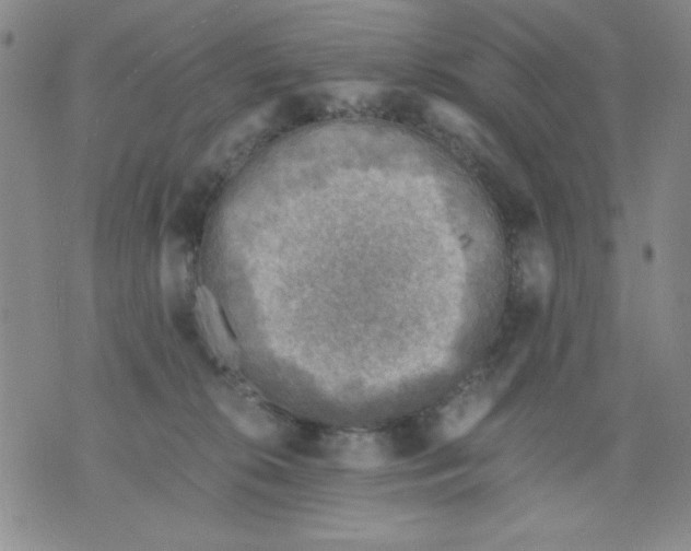 X0000076030276200610152055