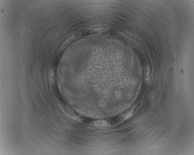 X0000076030279200610152055