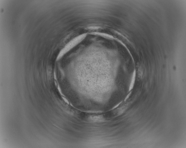 X0000076030283200610152055