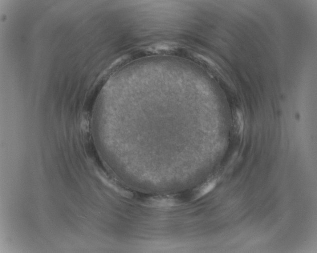 X0000076030284200610152055