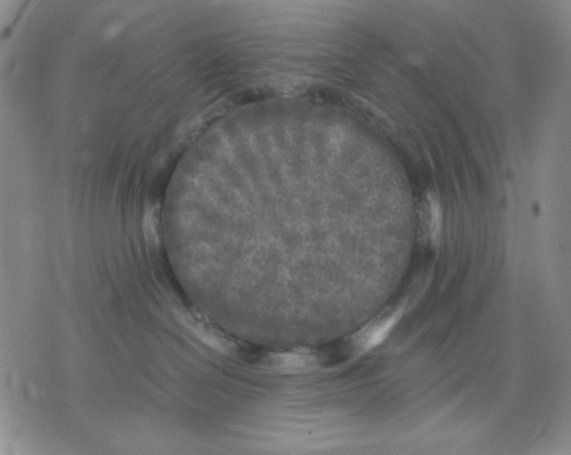 X0000076030286200610152055