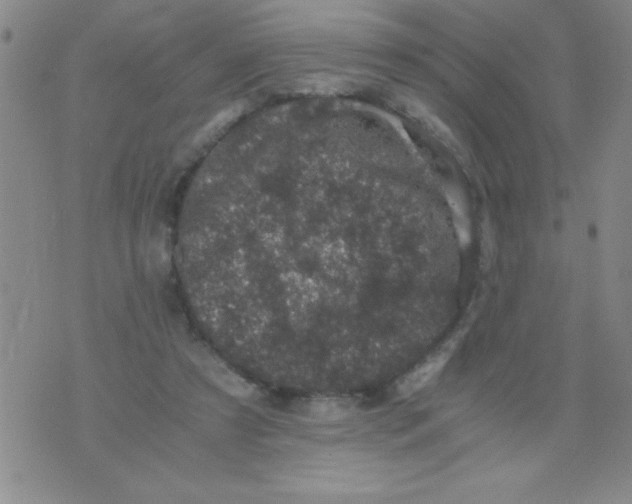 X0000076030305200610152054